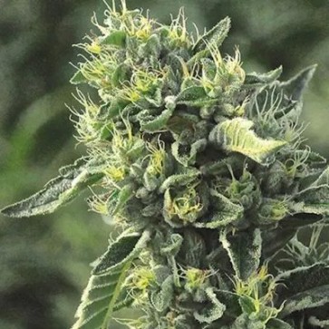 OG Kush Feminised Hemp Seeds